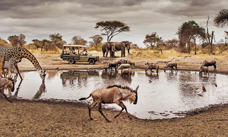 Serengeti Safari